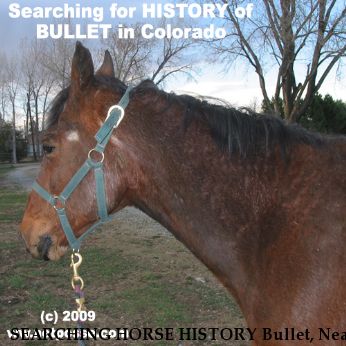 SEARCHING HORSE HISTORY Bullet, Near Boulder, CO, 80301